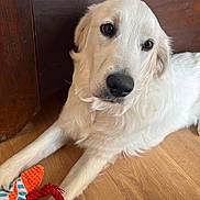 Aïdi participe au concours pour gagner de l'argent avec cette photo : dog, white_dog, toy, floor, wooden_floor, pet, indoor, cute, animal, looking, laying_down, fur, ears, nose, eyes, home, cozy, playful, domestic, companion