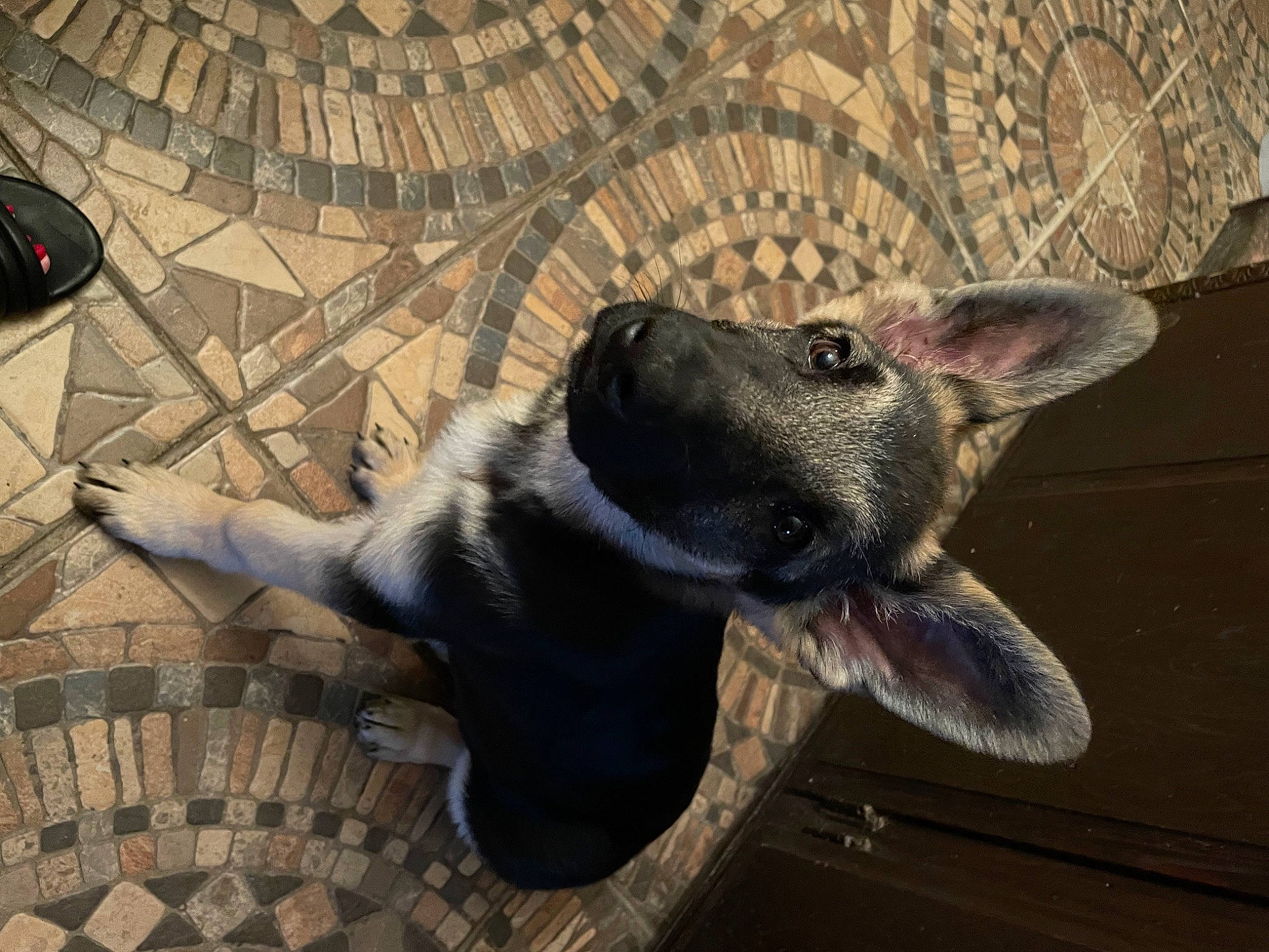 Aimee is registered to the contest to win money with this photo: canidae, carnivore, collar, comfort, companion_dog, dog, dog_breed, dog_collar, fawn, flooring, foot, fur, grey, paw, sporting_group, tail, terrestrial_animal, whiskers, working_animal, working_dog