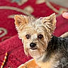 animal, black_fur, brown_eyes, brown_fur, close_up, dog, fluffy, fur, human_finger, indoors, lying_down, patterned_blanket, pet, pointed_ears, portrait, red_blanket, small_dog, terrier, toy_dog, yorkshire_terrier
