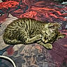 animal, bed, bedroom, bedspread, cat, charging_cable, closed_eyes, cozy, curled_up, feline, indoors, kitten, pet, relaxed, resting, sleeping, striped_fur, tabby, tail, whiskers