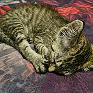 Bear joined the competition — help win amazing prizes! cat, tabby, sleeping, sleepy, pet, feline, fur, whiskers, ears, paws, curled_up, relaxed, cozy, blanket, bed, indoors, close_up, animal, brown, striped