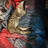 Bear is registered to the contest to win money with this photo: cat, kitten, sleeping, tabby, striped_fur, pet, animal, bed, blanket, bedding, indoors, nap, relaxed, lying_down, cozy, cute, whiskers, ears, tail, colorful