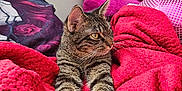 Kloe is registered to the contest to win money with this photo: animal, blanket, cat, colorful_background, cozy, curious, feline, fur, home, indoor, paws, pet, red_blanket, relaxed, resting, soft_texture, stretching, tabby_cat, whiskers, yellow_eyes