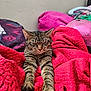 Kloe joined the competition — help win amazing prizes! bedroom, cat, claws, comfort, cozy, ears, feline, fur, home, indoor, nap, pillow, red_blanket, relaxed, resting, sleepy, soft_texture, stretching, tabby, whiskers
