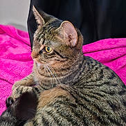 Kloe is registered to the contest to win money with this photo: animal, background, cat, cozy, cute, domestic_cat, ears, eyes, feline, fur, indoor, pet, pink_blanket, relaxed, resting, side_profile, soft_texture, striped, tabby, whiskers