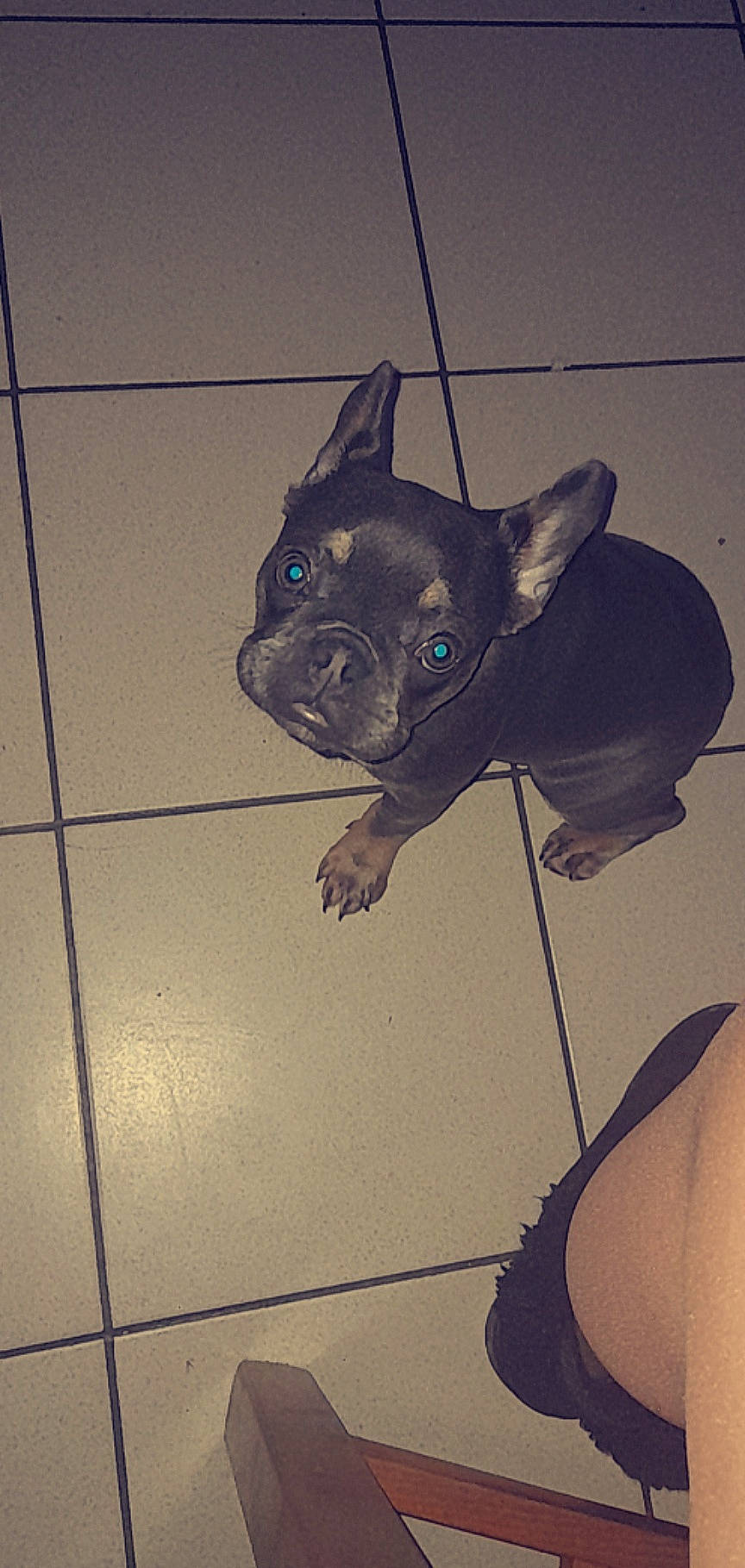 Shanna participe au concours pour gagner de l'argent avec cette photo : art, bulldog, canidae, carnivore, collar, companion_dog, dog, dog_breed, dog_collar, electric_blue, fawn, french_bulldog, leash, line, snout, tail, toy_dog, visual_arts, whiskers, working_animal