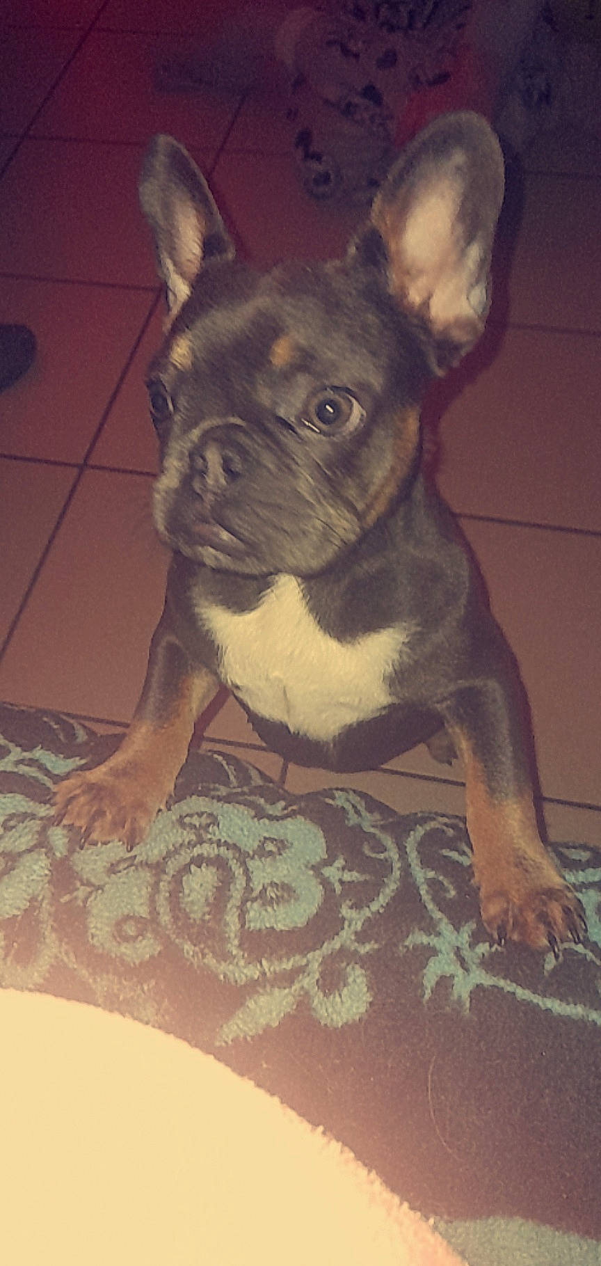 Shanna a rejoint le concours — aidez-le/la à gagner de superbes lots ! ancient_dog_breeds, boston_terrier, bulldog, carnivore, comfort, companion_dog, dog, dog_breed, ear, fawn, flooring, french_bulldog, non_sporting_group, snout, terrestrial_animal, terrier, toy_dog, whiskers, working_animal, wrinkle