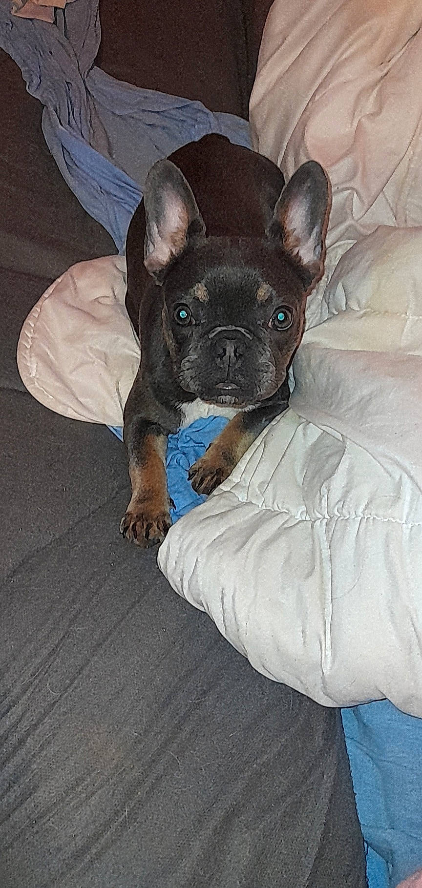 Shanna a rejoint le concours — aidez-le/la à gagner de superbes lots ! bulldog, canidae, carnivore, comfort, companion_dog, dog, dog_breed, ear, fawn, french_bulldog, fur, linens, non_sporting_group, snout, sporting_group, terrestrial_animal, toy_dog, whiskers, working_animal, wrinkle