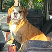 Roxy joined the competition — help win amazing prizes! dog, bulldog, car_interior, seat, sunlight, can, energy_drink, window, door, leather_seat, wood_trim, pet, animal, sitting, daylight, vehicle, companion, guarding, indoor, relaxed
