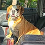 dog, bulldog, car_interior, seat, sunlight, can, energy_drink, window, door, leather_seat, wood_trim, pet, animal, sitting, daylight, vehicle, companion, guarding, indoor, relaxed
