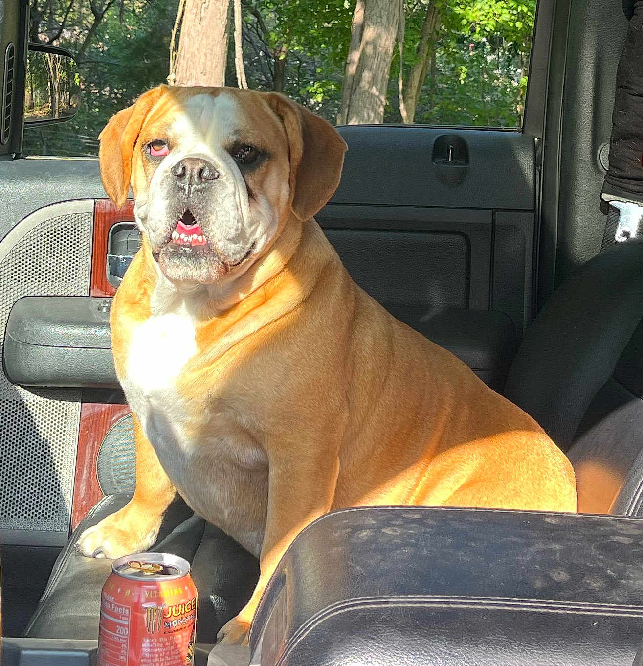 Roxy joined the competition — help win amazing prizes! dog, bulldog, car_interior, seat, sunlight, can, energy_drink, window, door, leather_seat, wood_trim, pet, animal, sitting, daylight, vehicle, companion, guarding, indoor, relaxed