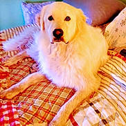 Sam is registered to the contest to win money with this photo: dog, golden_retriever, pet, animal, fluffy, lying_down, bed, quilt, pillow, indoor, cozy, home, fur, canine, looking_at_camera, resting, comfort, cute, domestic, mammal