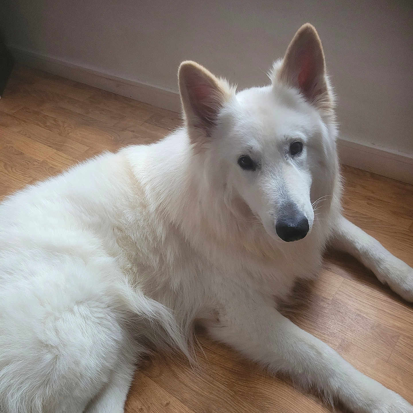 Thor a rejoint le concours — aidez-le/la à gagner de superbes lots ! animal, canine, dog, eskimodog, hardwood, husky, pet, puppy, whitedog, wood