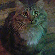 Fusty is registered to the contest to win money with this photo: animal, cat, curious, cute, domestic, ears, eyes, feline, fluffy, fur, indoor, looking, mammal, pet, portrait, shadow, sitting, soft, tabby, whiskers