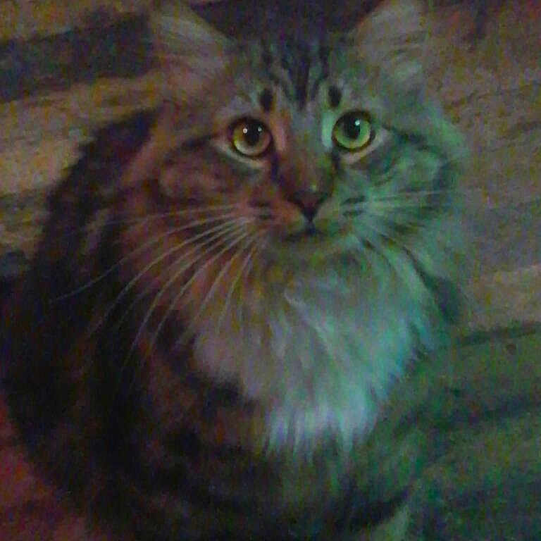 Fusty is registered to the contest to win money with this photo: animal, cat, curious, cute, domestic, ears, eyes, feline, fluffy, fur, indoor, looking, mammal, pet, portrait, shadow, sitting, soft, tabby, whiskers