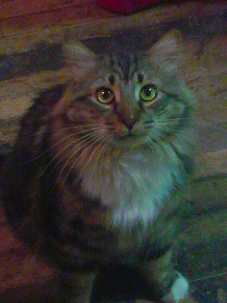 Fusty is registered to the contest to win money with this photo: animal, cat, curious, cute, domestic, ears, eyes, feline, fluffy, fur, indoor, looking, mammal, pet, portrait, shadow, sitting, soft, tabby, whiskers