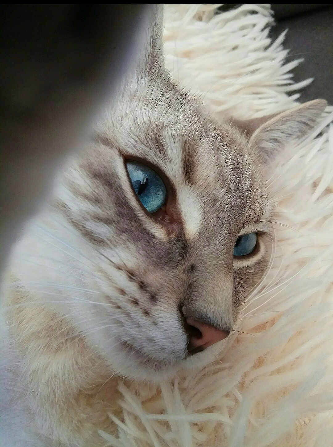 Milka participe au concours pour gagner de l'argent avec cette photo : cat, feline, blue_eyes, close_up, portrait, whiskers, fur, nose, sleepy, fluffy_blanket, cozy, pet, domestic_animal, indoor, muzzle, ear, relaxed, soft_texture, macro, facial_markings
