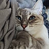 Milka a rejoint le concours — aidez-le/la à gagner de superbes lots ! blanket, blue_eyes, cat, close_up, cozy, cream_color, ear, feline, front_paw, fur, gray_color, indoor, nose, pet, portrait, relaxed, snuggling, soft_texture, tabby, whiskers