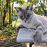 Milka participe au concours pour gagner de l'argent avec cette photo : bench, birch_trees, blue_eyes, cat, close_up, feline, fur, garden, marble_table, nature, outdoor, paw, pet, portrait, relaxed, sunlight, table, trees, whiskers, wooden_deck