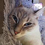 Milka a rejoint le concours — aidez-le/la à gagner de superbes lots ! cat, close_up, blue_eyes, feline, whiskers, pink_nose, soft_fur, cozy, blanket, pet, portrait, indoor, cute, sleepy, relaxed, closeup_face, stare, bedding, tabby, domestic_animal