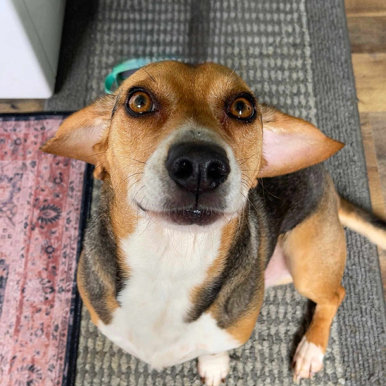 Copper is registered to the contest to win money with this photo: accessories, animal, beagle, bodypart, canine, chihuahua, dog, door, homedecor, hound, husky, indoors, interiordesign, labradorretriever, mat, mouth, pet, puppy, snout, strap