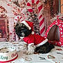 background, candy_cane, celebration, christmas, cute, decorations, dog, dog_bowl, dog_house, festive, fur, holiday, indoor, pet, red, santa_costume, seasonal, small_dog, tablecloth, white