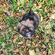 Ava participe au concours pour gagner de l'argent avec cette photo : puppy, dog, grass, leaves, autumn, outdoor, nature, cute, small, fur, pet, animal, brown, black, young, sitting, looking_up, leaf_litter, seasonal, adorable