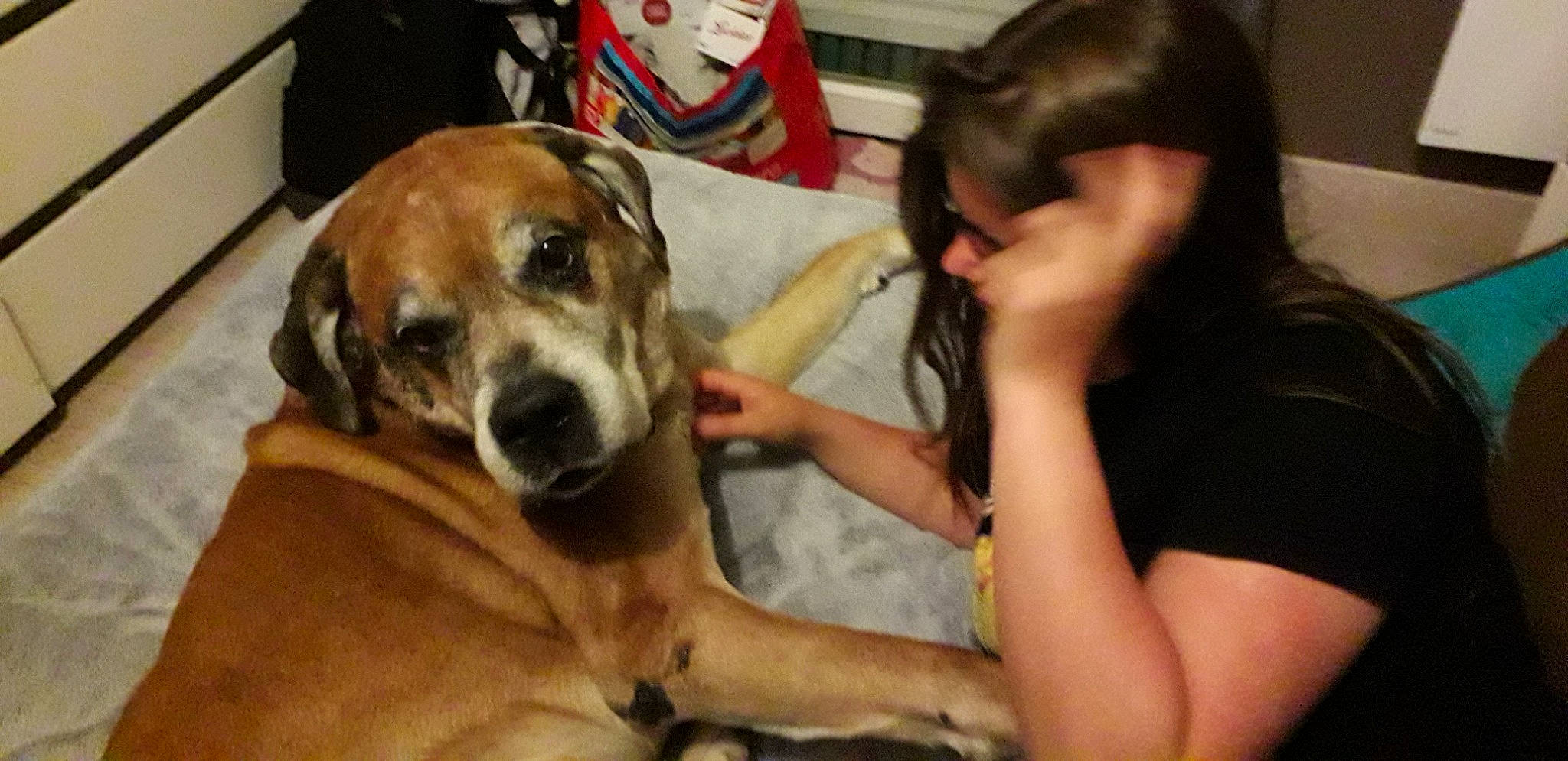 Charlie a rejoint le concours — aidez-le/la à gagner de superbes lots ! black_mouth_cur, boerboel, broholmer, canidae, carnivore, companion_dog, dog, dog_breed, fawn, fila_brasileiro, great_dane, guard_dog, mammal, person, portuguese_pointer, puppy_love, rare_breed_dog, rhodesian_ridgeback, snout, tosa