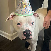 Kilo joined the competition — help win amazing prizes! dog, white_dog, party_hat, indoor, floor, human_hand, black_clothing, pet, animal, domestic_animal, standing, celebration, hat, party, canine, headwear, flooring, person, paw, closeup