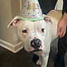 dog, white_dog, party_hat, indoor, floor, human_hand, black_clothing, pet, animal, domestic_animal, standing, celebration, hat, party, canine, headwear, flooring, person, paw, closeup