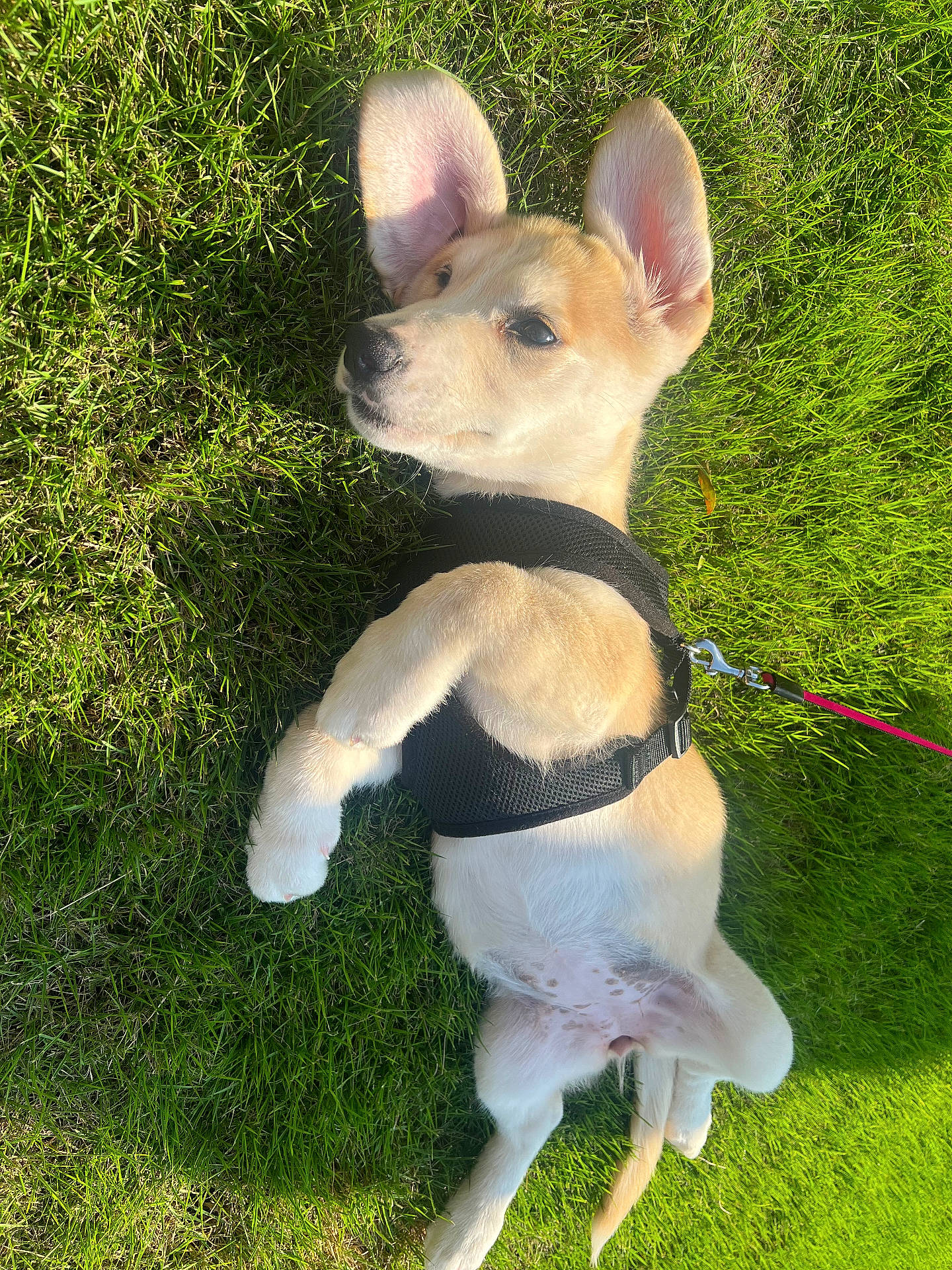 Nilli Rae is registered to the contest to win money with this photo: adorable, animal, canine, cute, dog, ears, grass, green, harness, leash, lying_down, nature, outdoor, pet, playful, puppy, relaxed, summer, sunlight, young