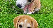 Nilli Rae is registered to the contest to win money with this photo: adorable, animal, bow, canine, closeup, cute, dog, ears, fur, grass, greenery, nature, outdoor, pet, pink_bow, playful, puppy, sitting, snout, young_dog