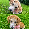 Nilli Rae is registered to the contest to win money with this photo: puppy, dog, bow, pink_bow, grass, outdoor, cute, pet, animal, nature, greenery, young_dog, playful, adorable, canine, fur, ears, snout, sitting, closeup