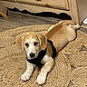 puppy, dog, indoor, woven_rug, wooden_furniture, floor, harness, brown, white, pet, animal, laying_down, curious, young, cute, cozy, home, flooring, texture, resting