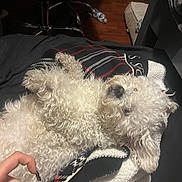 Ozzy joined the competition — help win amazing prizes! dog, curly_fur, white_dog, blanket, hand, nails, furniture, chair, floor, relaxed, pet, indoor, cozy, lying_down, cute, fur, animal, resting, home, comfort