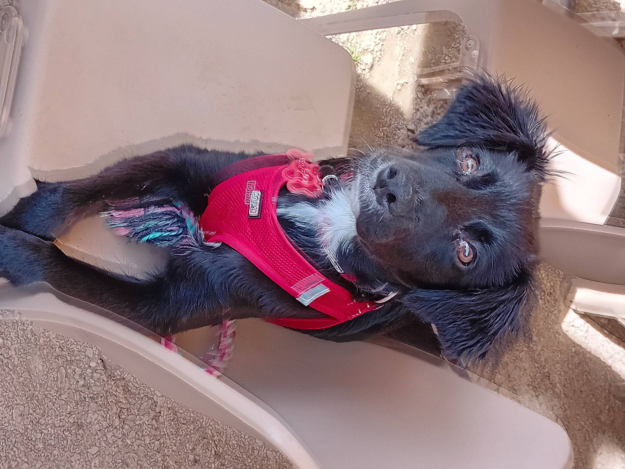 Emy participe au concours pour gagner de l'argent avec cette photo : art, canidae, carmine, carnivore, companion_dog, dog, dog_breed, dog_clothes, dog_supply, fawn, felidae, fur, sculpture, snout, sporting_group, statue, sunglasses, tail, tree, working_animal