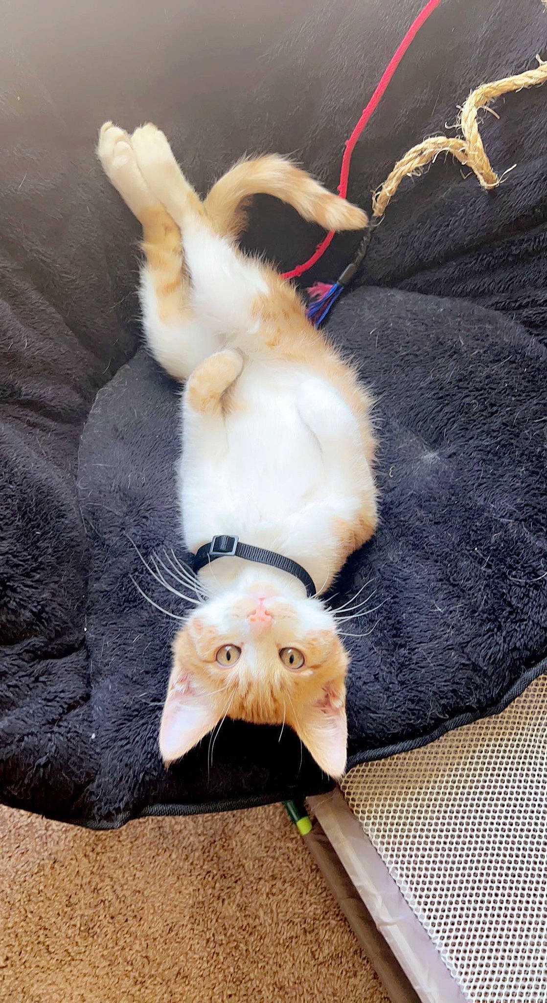 Corey joined the competition — help win amazing prizes! canidae, carnivore, cat, claw, comfort, companion_dog, dog_breed, fawn, felidae, foot, fur, mustelidae, non_sporting_group, paw, rodent, small_to_medium_sized_cats, tail, toy_dog, whiskers