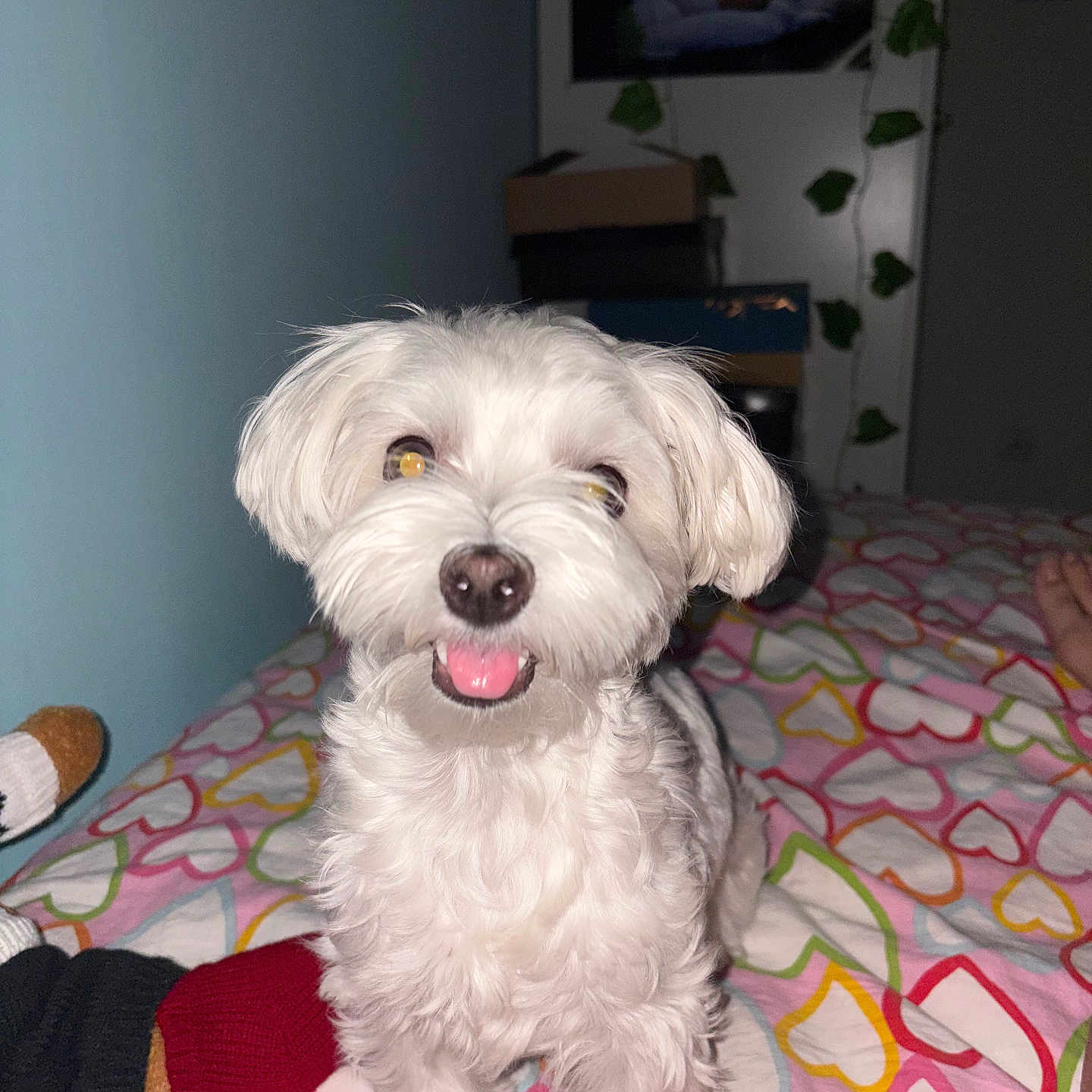 Whisky participe au concours pour gagner de l'argent avec cette photo : dog, white_dog, pet, bed, bedding, heart_pattern, sock, indoor, happy, smiling, fur, cute, animal, cozy, portrait, small_dog, toy, colorful, room, blanket