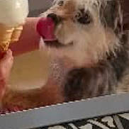 Bobby participe au concours pour gagner de l'argent avec cette photo : dog, small_dog, scruffy_dog, pet, animal, tongue, licking, dessert, spoon, food, mirror, indoors, home, table, patterned_surface, black_and_white, portrait, close_up, funny, playful