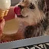 dog, small_dog, scruffy_dog, pet, animal, tongue, licking, dessert, spoon, food, mirror, indoors, home, table, patterned_surface, black_and_white, portrait, close_up, funny, playful