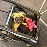 Lily Paddy joined the competition — help win amazing prizes! puppy, dog, pug, stroller, toy, plush, carpet, indoor, pet, cute, small, animal, face, brown, black, zipper, fabric, wheel, floor, cozy