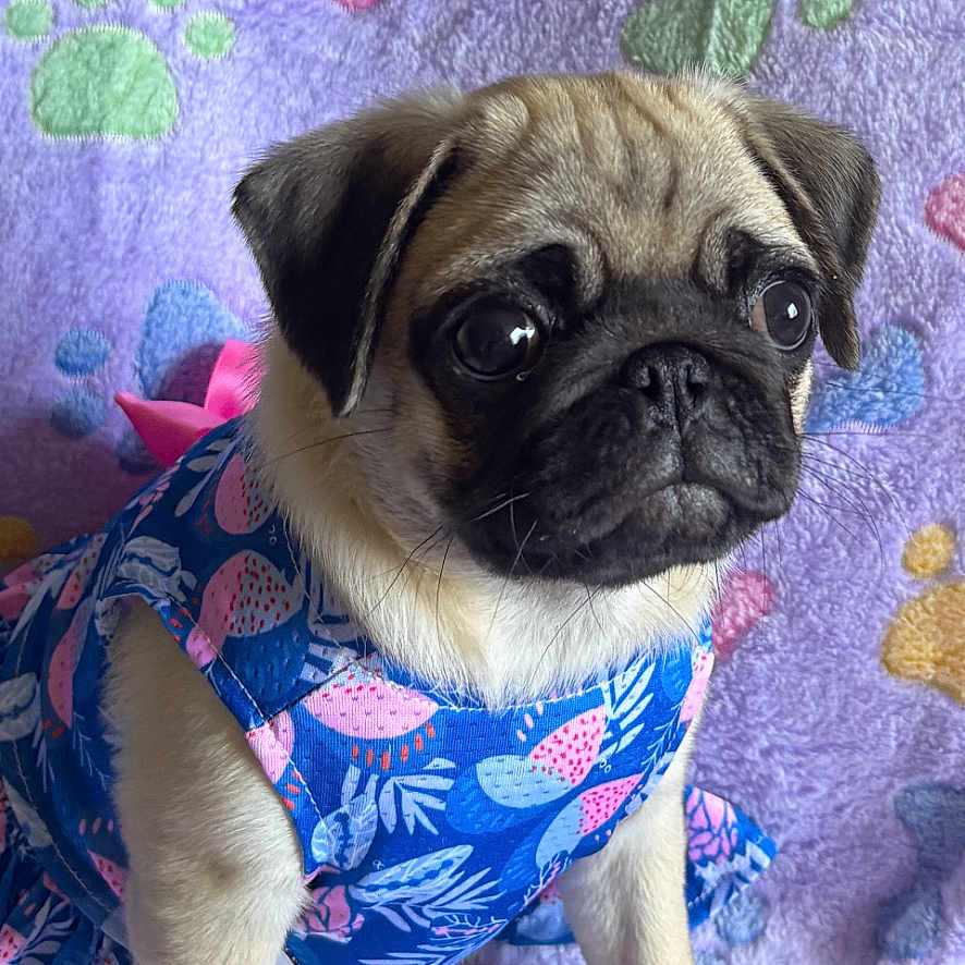 Lily Paddy