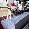 Lily Paddy is registered to the contest to win money with this photo: puppy, dog, pug, indoor, couch, armrest, table, handbag, candle, tissue_box, remote_control, glasses, floor_tile, door, carpet, furniture, living_room, pet, curious, small_dog