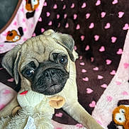Lily Paddy joined the competition — help win amazing prizes! puppy, dog, pug, toy, stuffed_animal, blanket, hearts, cute, pet, animal, lying_down, indoor, cozy, face, fur, ears, whiskers, playful, close_up, resting