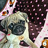 puppy, dog, pug, toy, stuffed_animal, blanket, hearts, cute, pet, animal, lying_down, indoor, cozy, face, fur, ears, whiskers, playful, close_up, resting