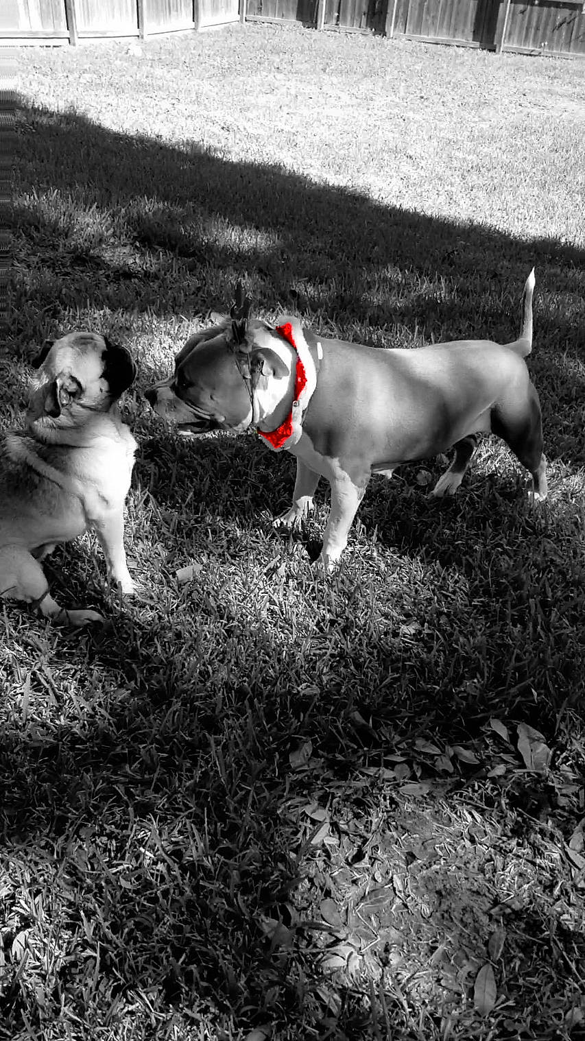 Chula joined the competition — help win amazing prizes! black_and_white, canidae, carnivore, companion_dog, dog, dog_breed, feist, grass, snout, sporting_group, tail