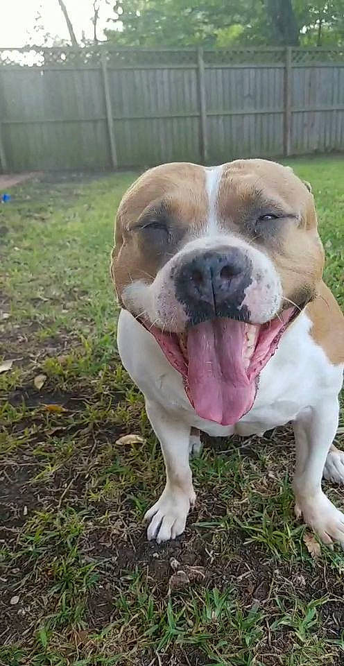 Chula is registered to the contest to win money with this photo: american_bulldog, american_pit_bull_terrier, australian_bulldog, bulldog, canidae, carnivore, companion_dog, dog, dog_breed, dorset_olde_tyme_bulldogge, fawn, mammal, non_sporting_group, nose, old_english_bulldog, olde_english_bulldogge, snout, toy_bulldog, valley_bulldog, vertebrate