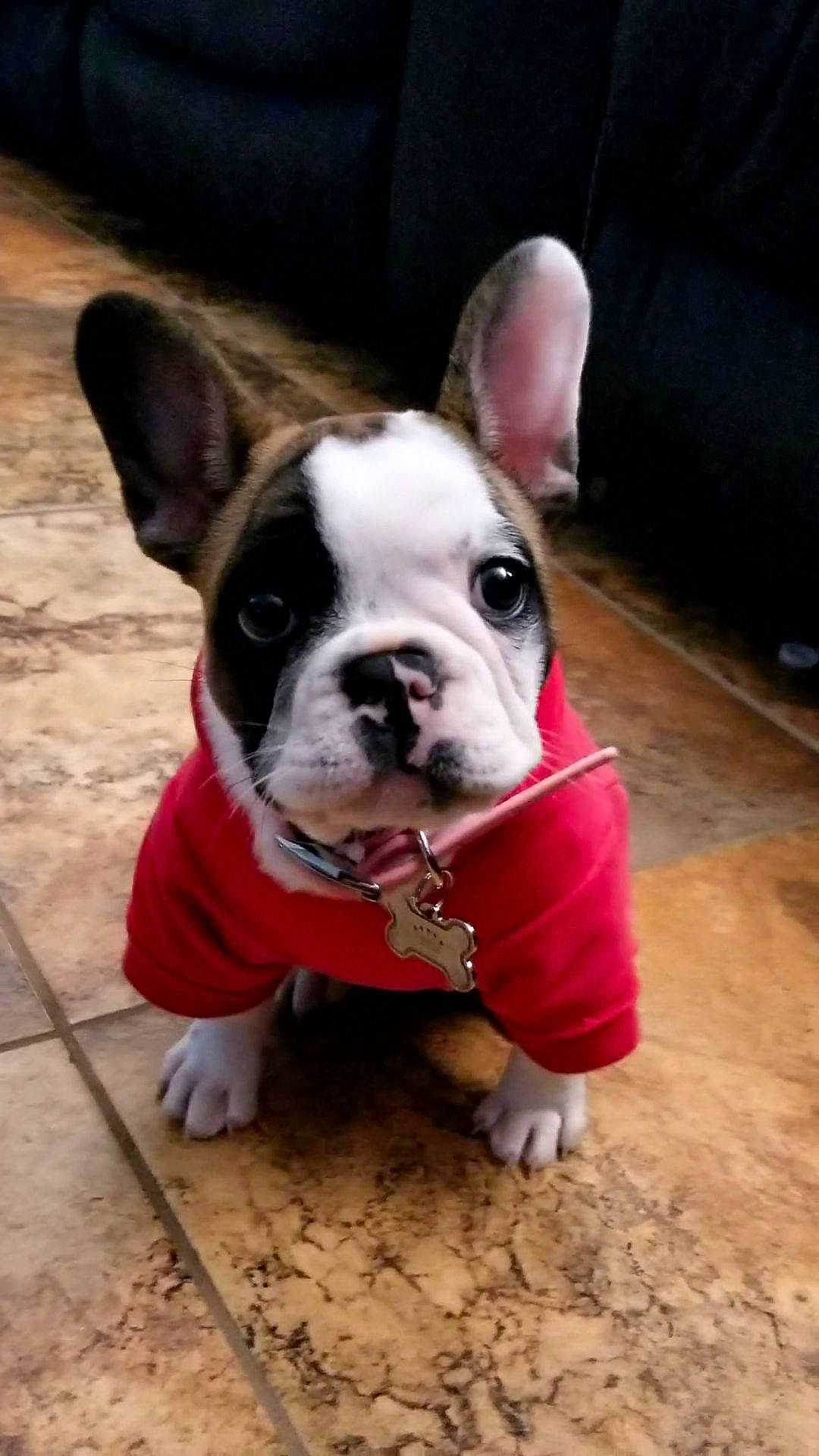 Farina joined the competition — help win amazing prizes! boston_terrier, bulldog, canidae, carnivore, companion_dog, dog, dog_breed, fawn, french_bulldog, mammal, non_sporting_group, nose, old_english_bulldog, puppy, puppy_love, rare_breed_dog, skin, snout, toy_bulldog, vertebrate