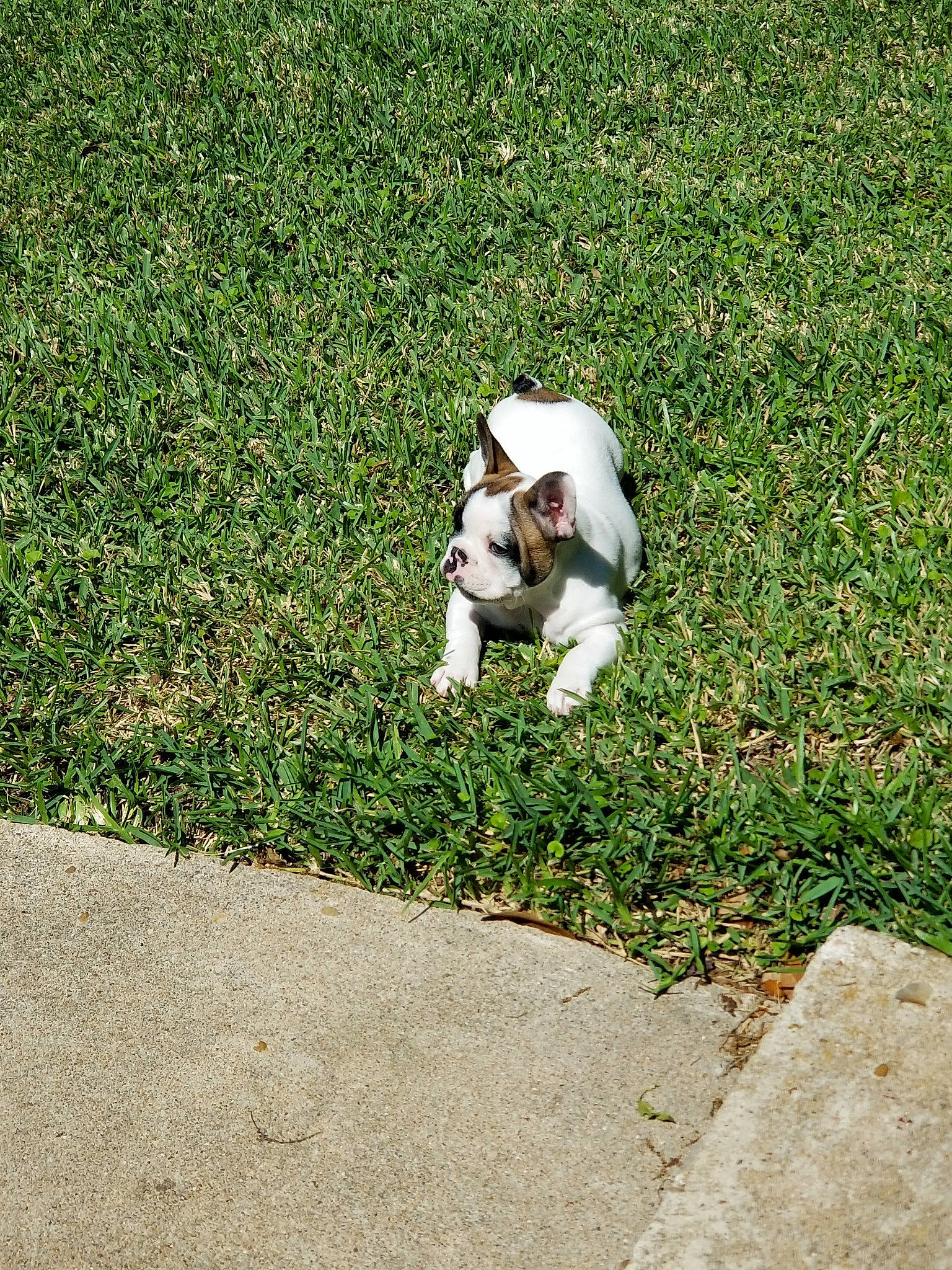 Farina is registered to the contest to win money with this photo: canidae, carnivore, companion_dog, danish_swedish_farmdog, dog, dog_breed, fawn, fox_terrier, french_bulldog, grass, green, jack_russell_terrier, lawn, mammal, non_sporting_group, puppy, sporting_group, tail, terrier