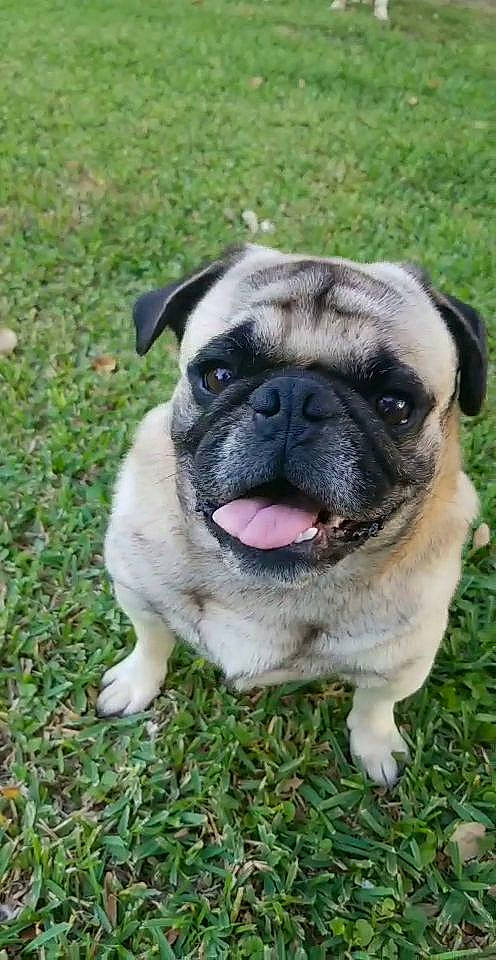 Papito is registered to the contest to win money with this photo: ancient_dog_breeds, canidae, carnivore, companion_dog, dog, dog_breed, fawn, grass, mammal, pug, rare_breed_dog, snout, sporting_group, toy_dog, vertebrate